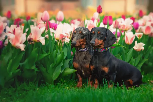 Dachshund Dog Jacket