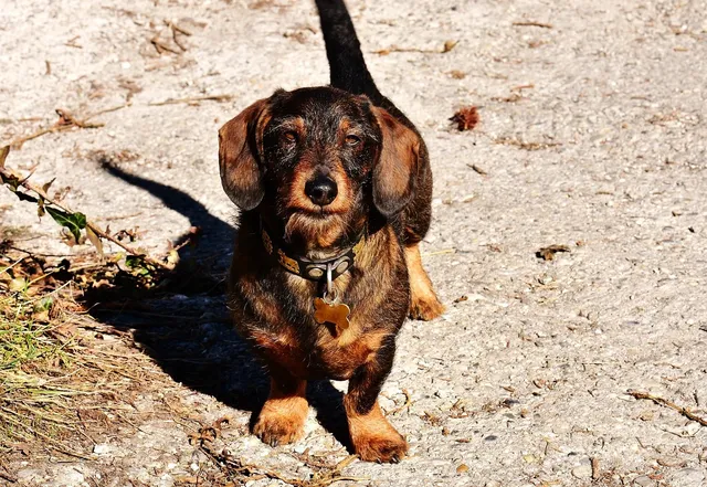dachshund dog winter jacket vest dach planet
