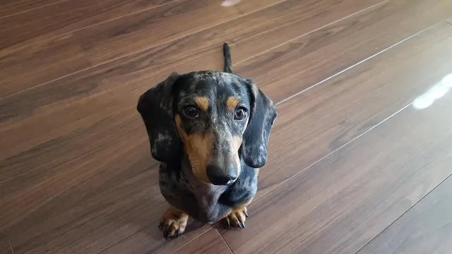 carrier backpack for dachshund
