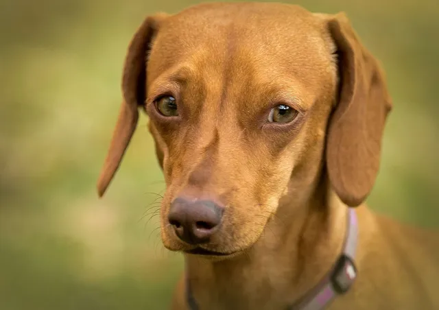 Dachshund Dog Jacket