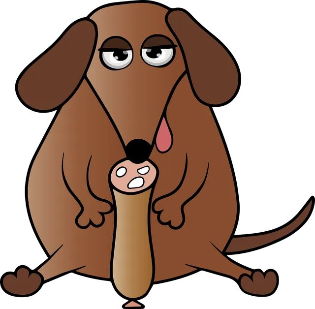 the dog face vest for dachshund