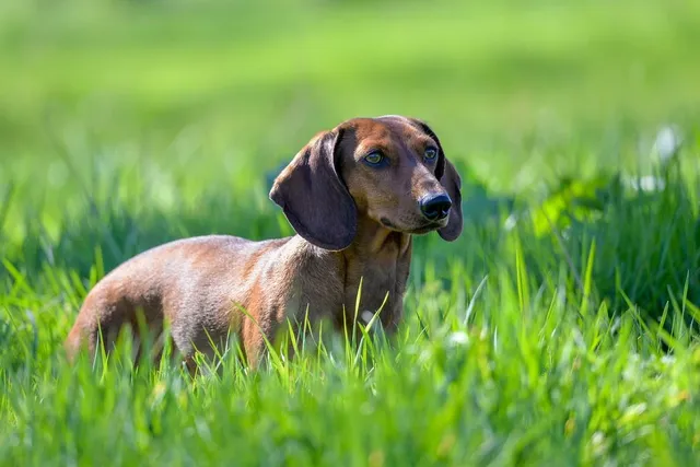 Dachshund Dog Jacket