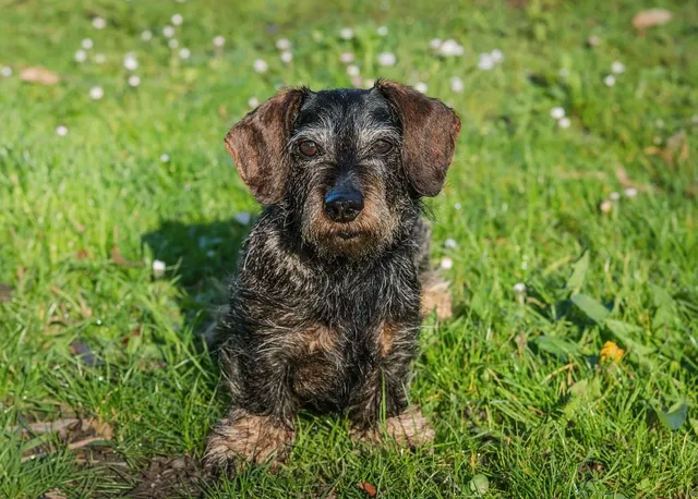 Dachshund Dog Jacket