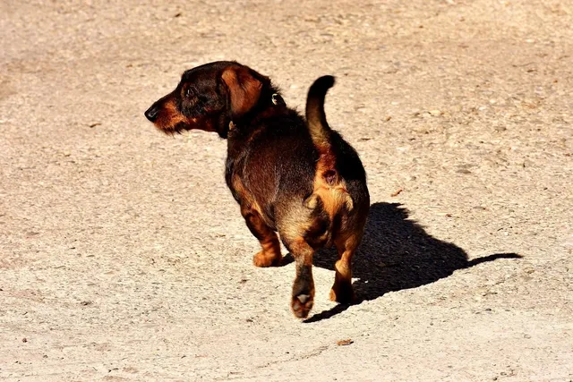 dachshund bed hot dog dach planet