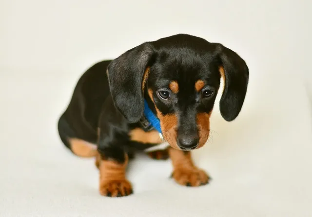 Dachshund Dog Jacket
