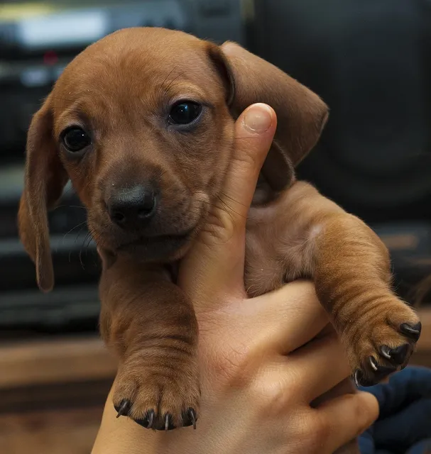 raincoat for dachshund